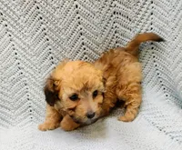 Luigi , a male Maltipoo for sale in Snowflake, AZ – Photo 7 of 10