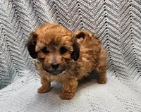 Luigi , a male Maltipoo for sale in Snowflake, AZ – Photo 3 of 10