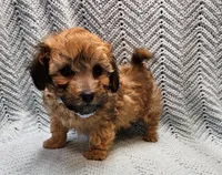 Luigi , a male Maltipoo for sale in Snowflake, AZ – Photo 5 of 10