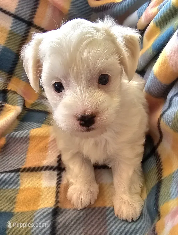 ALLISON  – Morkie puppy for sale in Snowflake, AZ