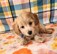 Sunny, a male Yorkipoo for sale in Snowflake, AZ – 7 of 9