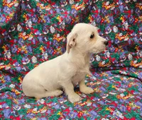 Rachel , a female Morkie for sale in Snowflake, AZ – 4 of 6