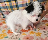 Pistol , a male Maltese and Yorkshire Terrier for sale in Snowflake, AZ – 8 of 10