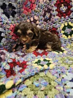 NESTLE , a male Yorkshire Terrier and Morkie for sale in Snowflake, AZ – 6 of 9