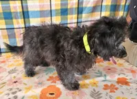 NAOMI, a female Maltipoo for sale in Snowflake, AZ – 2 of 7