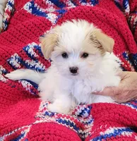 Garnett, a male Morkie for sale in Snowflake, AZ – 9 of 9