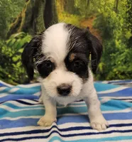 JACK, a male Toy Australian Shepherd for sale in Snowflake, AZ – 1 of 8