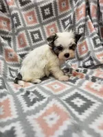 MELISSA , a female Yorkshire Terrier and Morkie for sale in Snowflake, AZ – 6 of 9