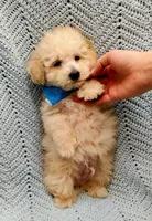 Kevin , a male Maltipoo for sale in Snowflake, AZ – Photo 10 of 10