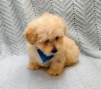 Kevin , a male Maltipoo for sale in Snowflake, AZ – Photo 8 of 10