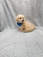 Kevin , a male Maltipoo for sale in Snowflake, AZ – Photo 5 of 10