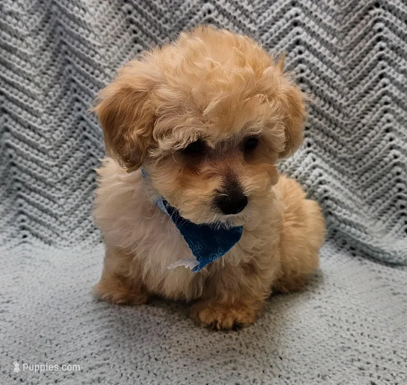 Kevin , a male Maltipoo for sale in Snowflake, AZ – Photo 1 of 10
