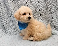 Kevin , a male Maltipoo for sale in Snowflake, AZ – Photo 3 of 10