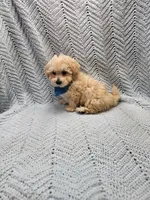 Kevin , a male Maltipoo for sale in Snowflake, AZ – Photo 6 of 10
