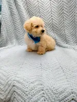 Kevin , a male Maltipoo for sale in Snowflake, AZ – Photo 7 of 10