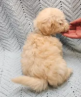 Kevin , a male Maltipoo for sale in Snowflake, AZ – Photo 2 of 10