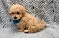 Kevin , a male Maltipoo for sale in Snowflake, AZ – Photo 4 of 10