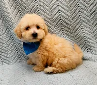 Kevin , a male Maltipoo for sale in Snowflake, AZ – Photo 9 of 10