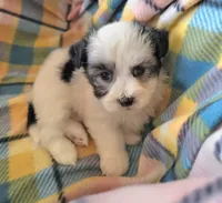 MARISA, a female Morkie for sale in Snowflake, AZ – 5 of 6