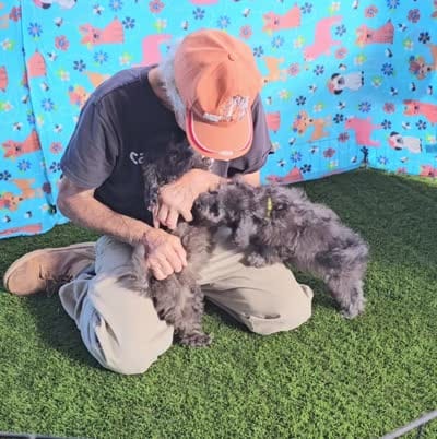 DOVE, a female Maltipoo for sale in Snowflake, AZ – 3 of 4