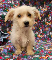 Rebecca , a female Morkie for sale in Snowflake, AZ – 2 of 8