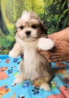 Mohawk , a male Toy Australian Shepherd and Mal Shi for sale in Snowflake, AZ – 2 of 8