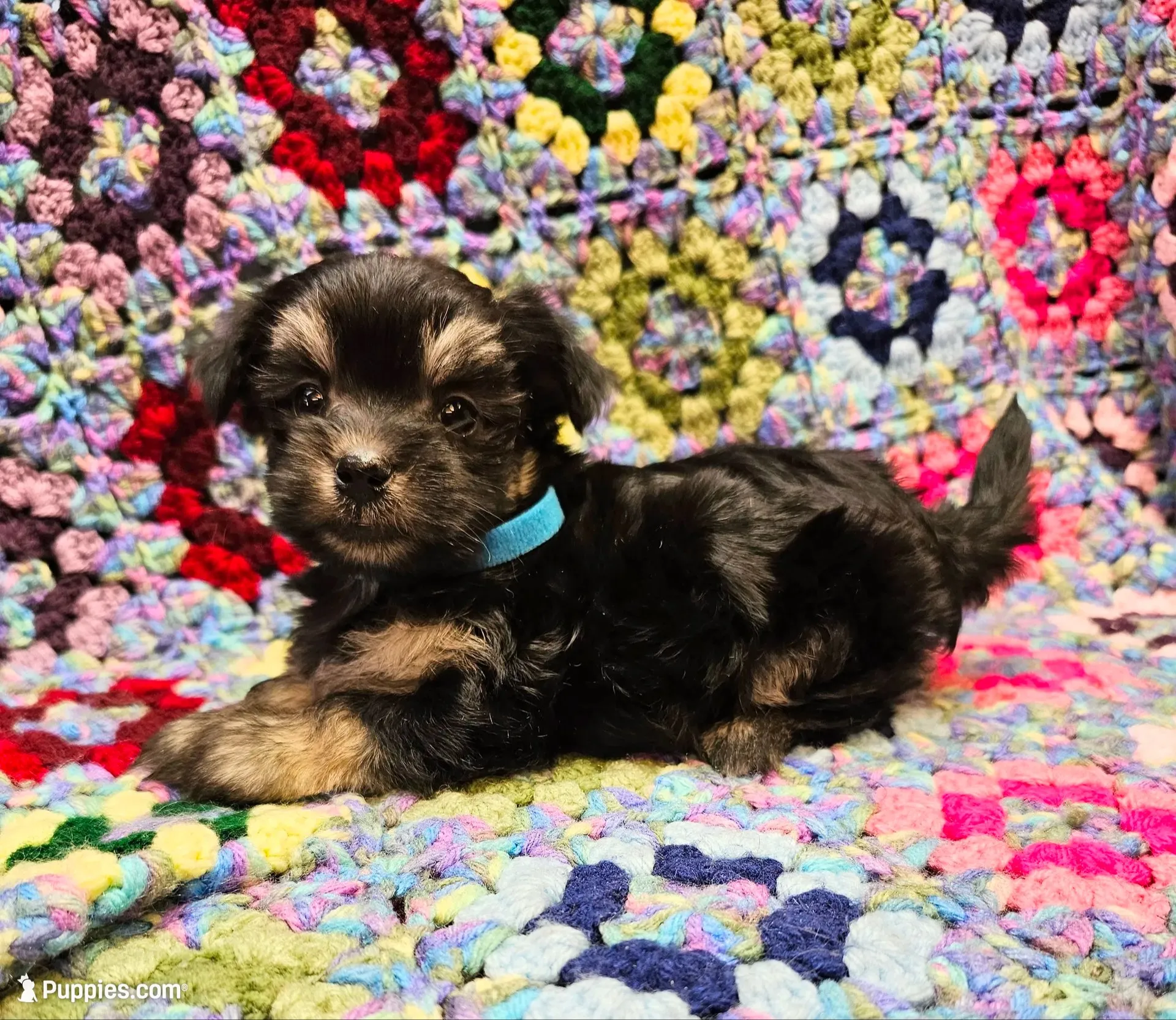 THOMAS, a male Maltese and Morkie for sale in Snowflake, AZ – 1 of 7