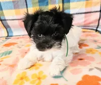 Playful Patch, a male Maltese and Mal Shi for sale in Snowflake, AZ – 4 of 8