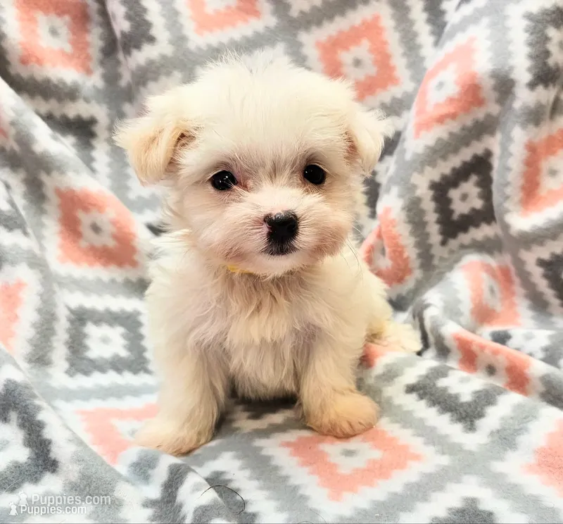 ICY, a female Morkie for sale in Snowflake, AZ – 1 of 8
