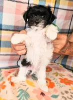 Playful Patch, a male Maltese and Mal Shi for sale in Snowflake, AZ – 2 of 8