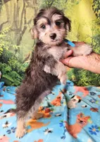 Boscoe, a male Morkie for sale in Snowflake, AZ – 5 of 6