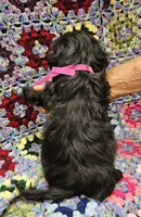 HONEY , a female Maltese and Toy Australian Shepherd for sale in Snowflake, AZ – 2 of 6