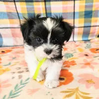 Checkers , a male Maltese and Shih Tzu for sale in Snowflake, AZ – 3 of 6