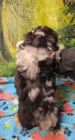 MACKY, a male Toy Australian Shepherd and Mal Shi for sale in Snowflake, AZ – 5 of 8