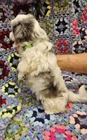 SUMMER , a female Maltese and Toy Australian Shepherd for sale in Snowflake, AZ – 4 of 8