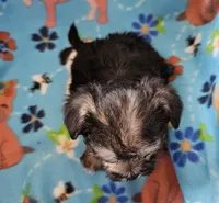 LONDON , a male Morkie for sale in Snowflake, AZ – 2 of 4