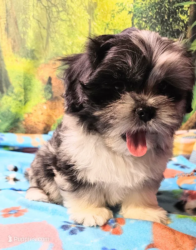 MACKY – Toy Australian Shepherd, Mal Shi puppy on hold in Snowflake, AZ