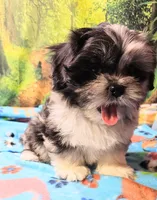 MACKY, a male Toy Australian Shepherd and Mal Shi for sale in Snowflake, AZ – 1 of 8