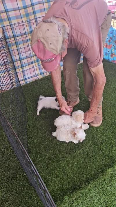 Revolver, a male Maltese and Yorkshire Terrier for sale in Snowflake, AZ – 8 of 9