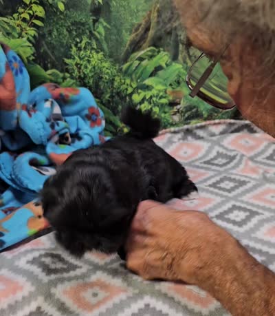 SPLASH, a female Toy Australian Shepherd and Mal Shi for sale in Snowflake, AZ – 7 of 7