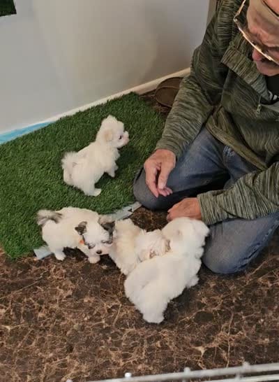 ICY, a female Morkie for sale in Snowflake, AZ – 7 of 8