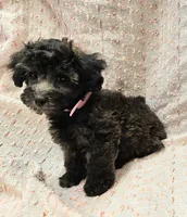 DOVE, a female Maltipoo for sale in Snowflake, AZ – 5 of 7