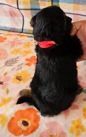 MAYA, a female Yorkipoo for sale in Snowflake, AZ – 4 of 5