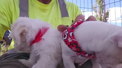 Moses, a male Maltese for sale in Snowflake, AZ – 6 of 6