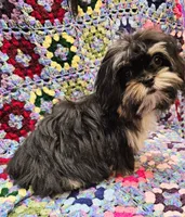 FANNY, a female Toy Australian Shepherd and Mal Shi for sale in Snowflake, AZ – 6 of 10