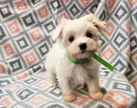 SNOWFLAKE , a female Maltese and Morkie for sale in Snowflake, AZ – 4 of 10