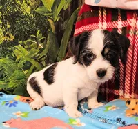 JACK, a male Toy Australian Shepherd for sale in Snowflake, AZ – 7 of 8