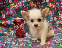 Cali, a female Morkie for sale in Snowflake, AZ – 2 of 8
