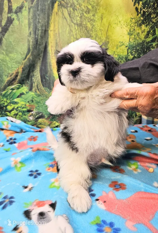 Hart – Mal Shi puppy on hold in Snowflake, AZ