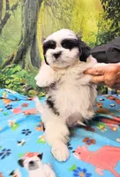 Hart, a male Mal Shi for sale in Snowflake, AZ – 2 of 9